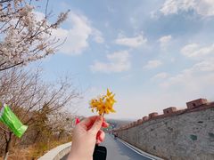 -樱花山风景区