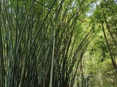-东莞市大岭山森林公园