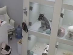 -当汪遇见喵宠物店