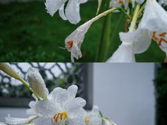 -杭州植物园