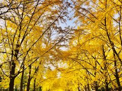 -三里屯东五街银杏大道