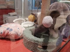 -babydoll猫舍·米努特·德文·缅因(久光中心店)