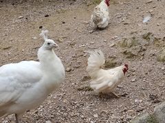 -泉州海丝野生动物世界