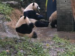 -都江堰中华大熊猫苑