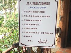 -大树秋千
