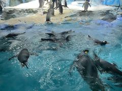 -帝企鹅自助餐厅•儿童岛•真企鹅(长隆企鹅酒店)