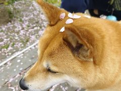 -香雪海