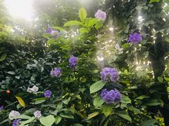 -呀路古热带植物园