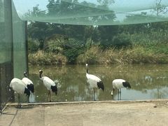 -盐城丹顶鹤湿地生态旅游区