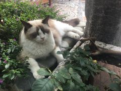 -喵屿·大理花园猫咖