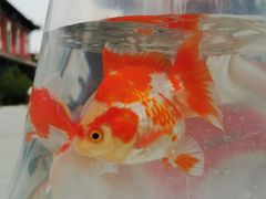 -华声天桥民俗文化园