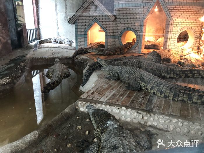 重庆市鳄鱼中心图片