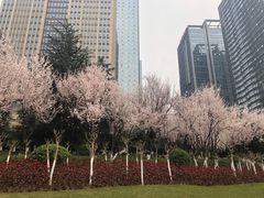 -重庆市江北嘴中央商务区中央公园