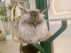 -共舞时光猫咖·狗咖(新街口店)