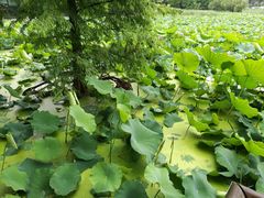 -无锡新湖铂尔曼大酒店