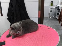 -瑞鹏宠物医院·爱宠堂·骨外专科(西荷分院)