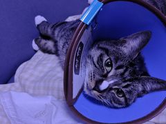 -东日国际动物医院·CT·心脏专科(桃源分院)