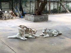 -TrueLove @ Neverland (Husky Cafe)