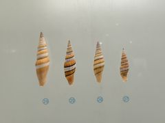 -青岛贝壳博物馆