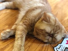 -more than meow吴止猫主题餐厅(承德 中船汇店)