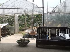 -马陆小张葡萄园农家乐