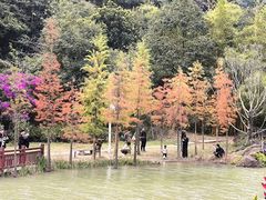 -广州白江湖森林公园