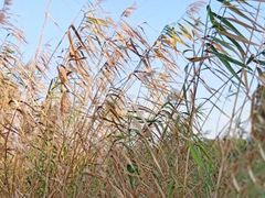 -金鸡湖桃花岛