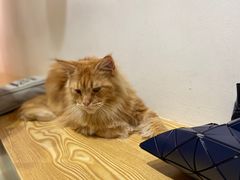 -Heymao猫咖.咖啡厅(东门店)