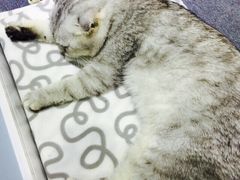 喵的天空-喵的天空名猫咖啡馆·撸猫·猫舍·用品