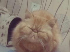 -联萌宠物医院(猫病专科)