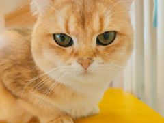 -Let's go狗咖·猫咖·奶狗·桌游(春熙路IFS店)