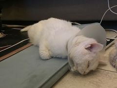 -纳吉亚猫专科动物诊疗中心(蒋宅口分院)