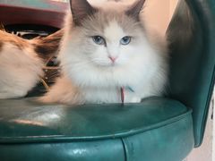 -喵喵咪呀布偶猫咖(春熙路店)