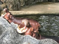 -清迈夜间动物园