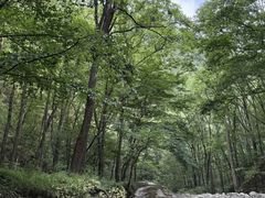 -牛背梁国家森林公园