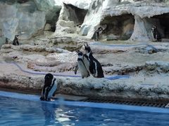 -帝企鹅自助餐厅•儿童岛•真企鹅(长隆企鹅酒店)