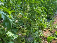 -万源龙顺度假庄园生态观光园