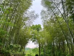 -天花井景区