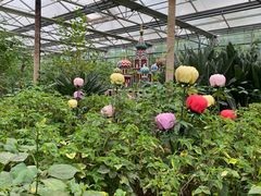 -南宫五洲植物乐园