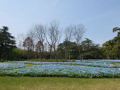 -上海滨江森林公园