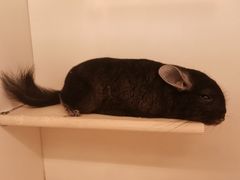 -龙猫仔乐园(惠福东路店)