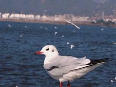 -海埂大坝