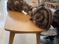 -平行世界·猫咖(首经贸店)