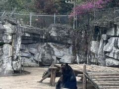 -成都动物园