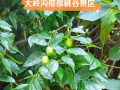 -大岭沟猕猴桃谷风景区