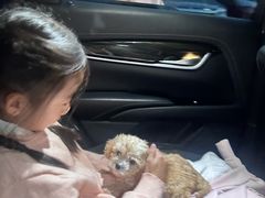 -翊宠yipet猫狗购宠庄园犬舍•猫舍