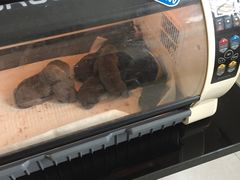 -康旭宠物医院(郑州总院)