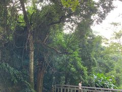 -海南霸王岭国家森林公园