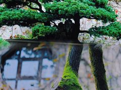 -留园
