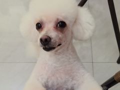 -八公叔叔宠物美容连锁(春申店)